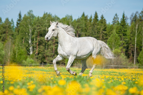 White horse running on the pasture in summer