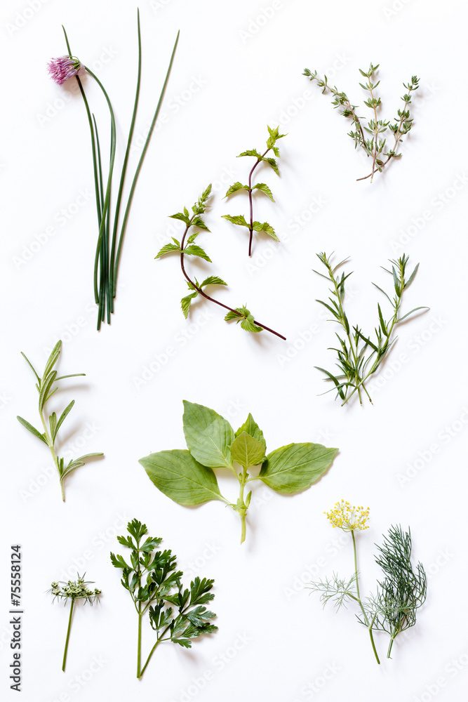 Naklejka premium fresh herbs