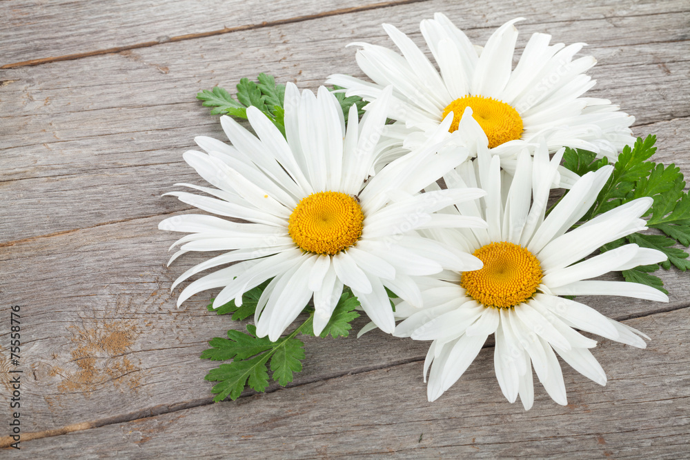 Obraz premium Daisy camomile flowers on wooden table