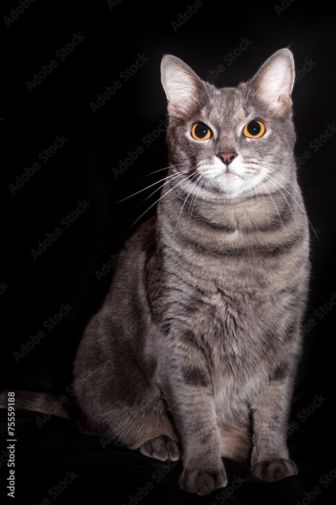 Portrait of an adult gray cat