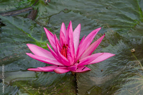 beautiful lotus in pond