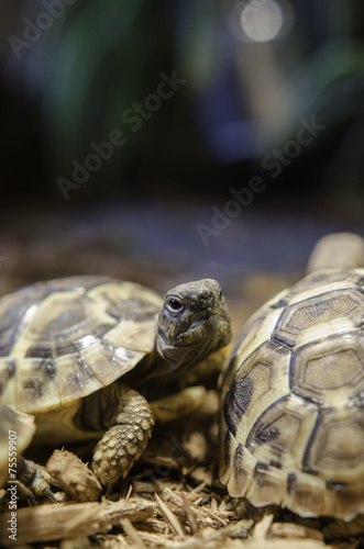 Junge Schildkröten 1