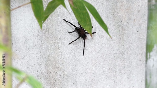 Brown Aphonopelma tarantula at the garden photo