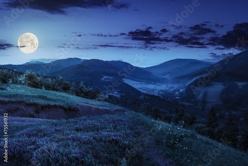 flowers on hillside meadow in mountain at night