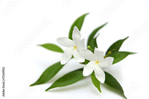 Two crape Jasmine flowers