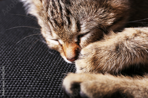 Sleeping kitten closeup