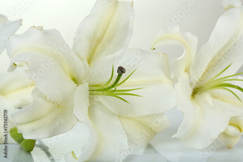 Beautiful lily isolated on white