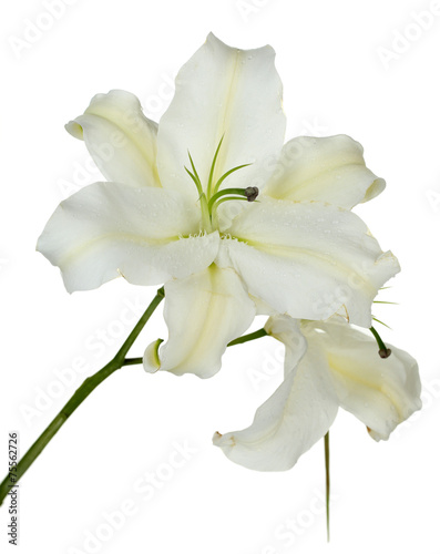 Fototapeta Naklejka Na Ścianę i Meble -  Beautiful lily isolated on white