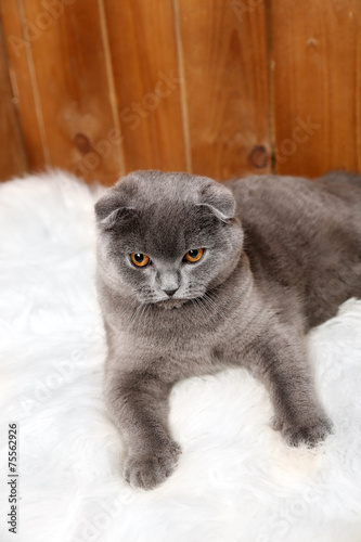 Lying British cat on fur rug on wooden background