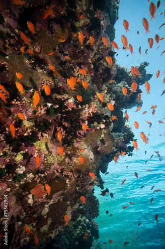 Colorful underwater reef with coral and sponges #75562944
