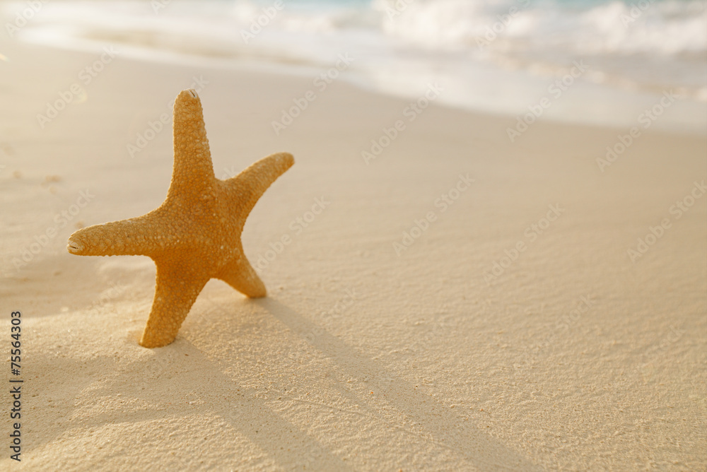starfish on golden sand beach with waves in soft sunset light starfish on golden sand beach with waves in soft sunset light