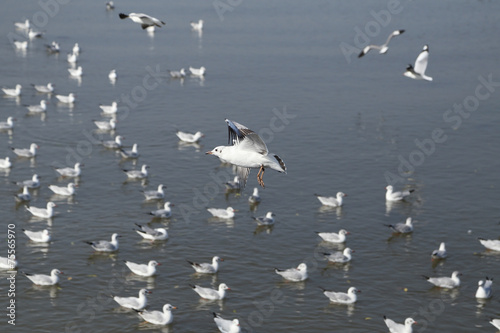 Seagull flying at Bang Pu beach