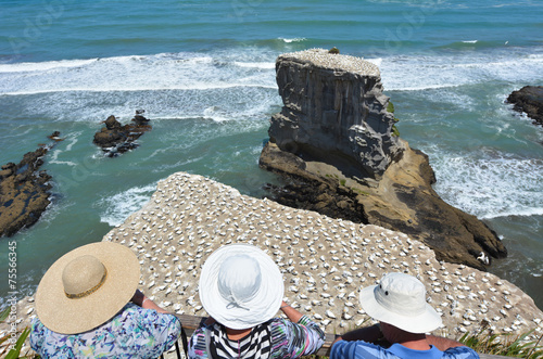 Muriwai gannet colony - New Zealand photo