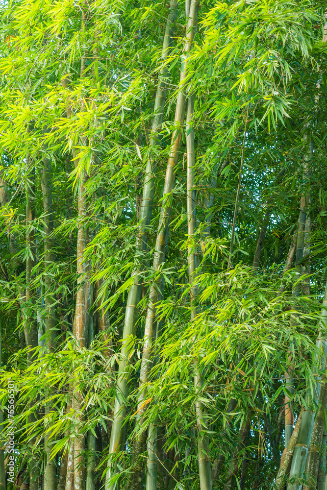 Naklejka premium big fresh bamboo grove in forest
