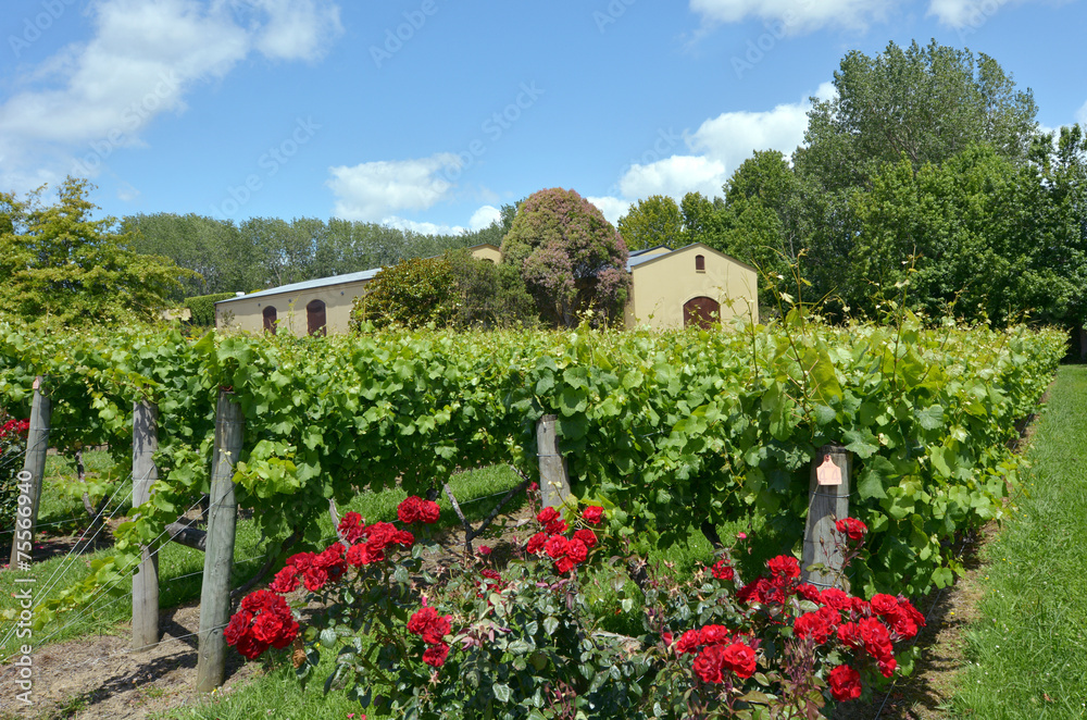 New Zealand wine