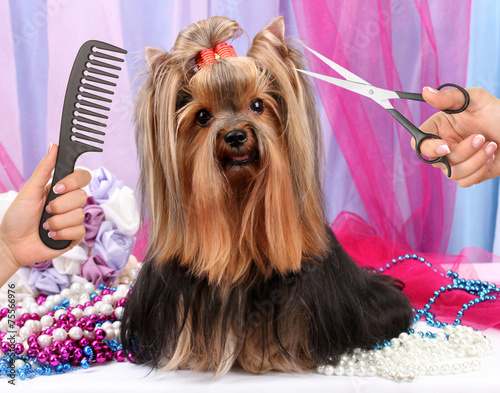 Yorkshire terrier grooming at the salon for dogs photo