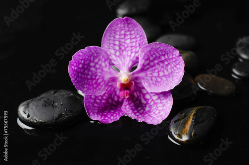 Macro of pink orchid and therapy stones