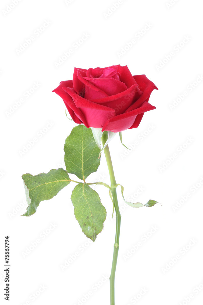 Fototapeta premium red rose flower isolated on white background
