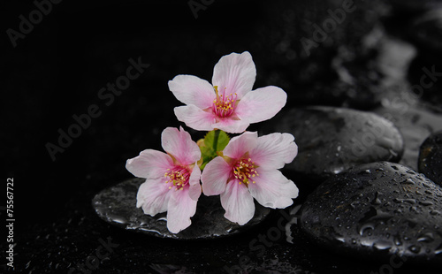 white Cherry blossom, sakura flowers on wet black pebbles
