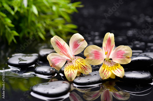 beautiful two orchid with black stones –green plant background