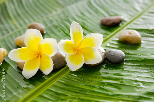 frangipani and pile of stones on wet banana leaf