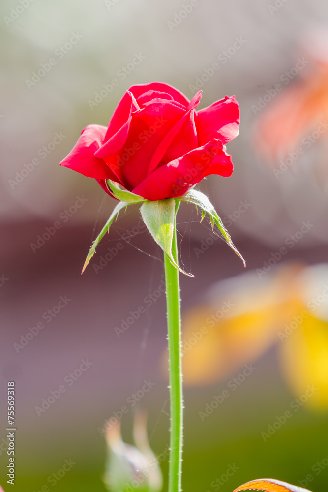 Fototapeta premium red flower in the garden