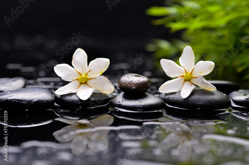 Spa still with two gardenia on pebbles and green plant
