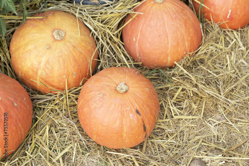 fresh pumpkins with the nature