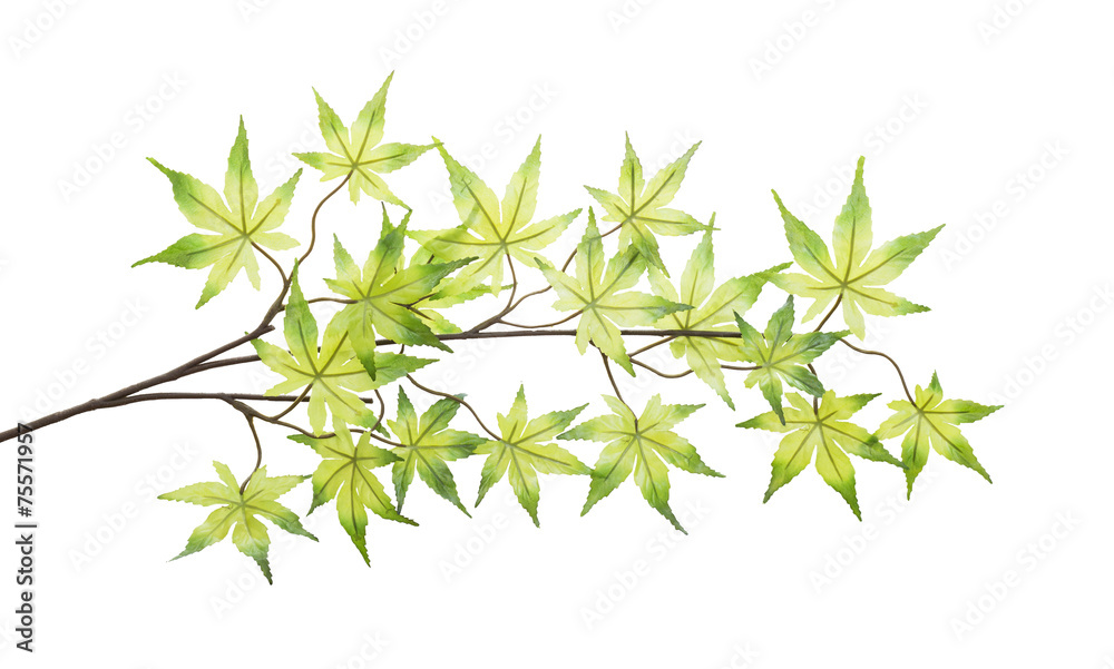 Obraz premium Plastic maple leaves isolated on white background