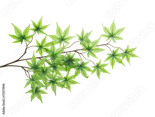 Plastic maple leaves isolated on white background