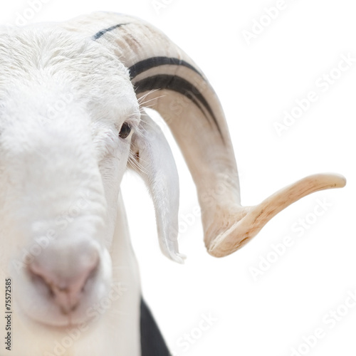Sahelian Ram with a white and black coat, isolated photo