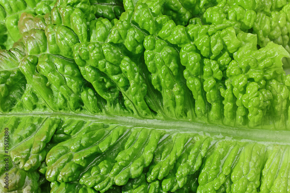 Curly lettuce salad leaf