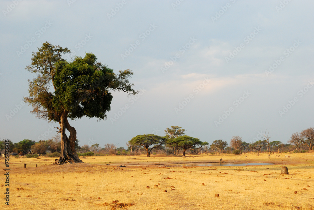 Tree and water