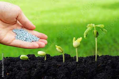 Quadro su tela giving fertilizer to plants growing in germination sequence