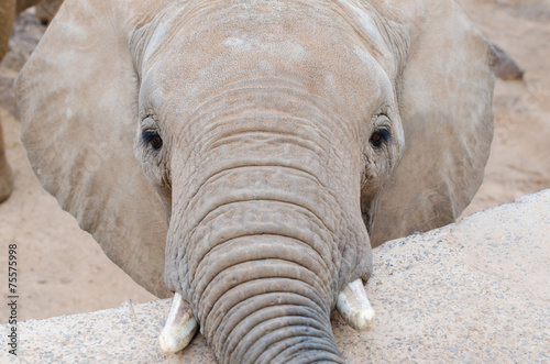 Elephant looking at camera. photo