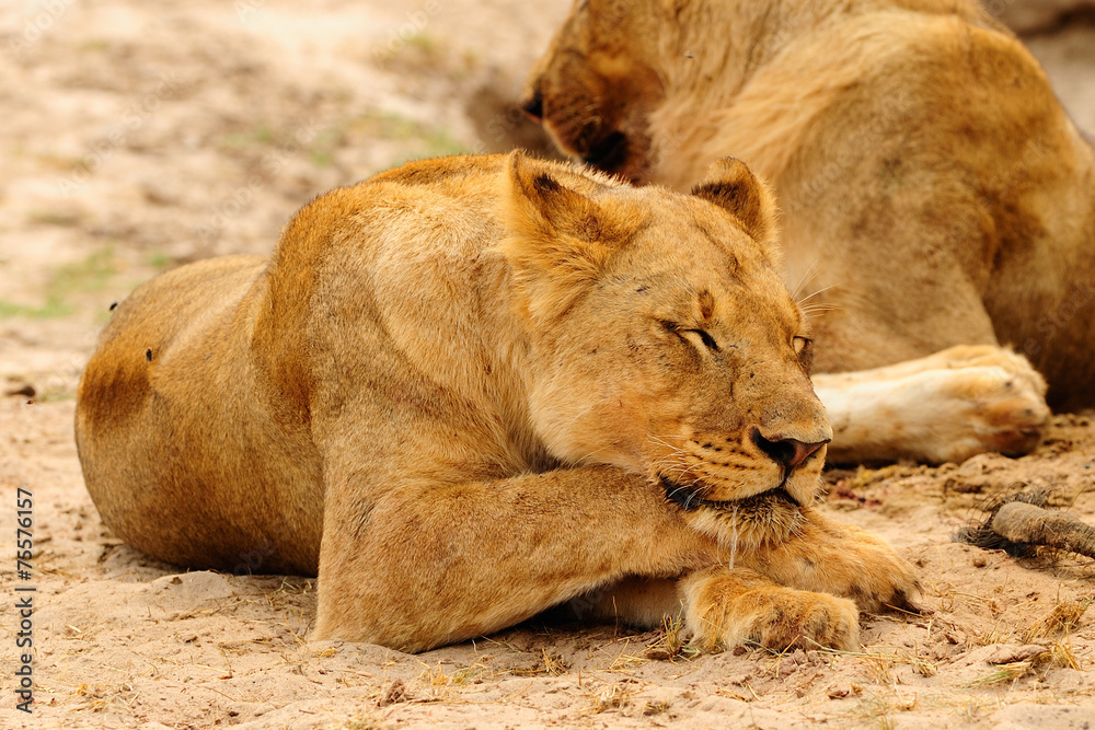 Obraz premium Young lion resting