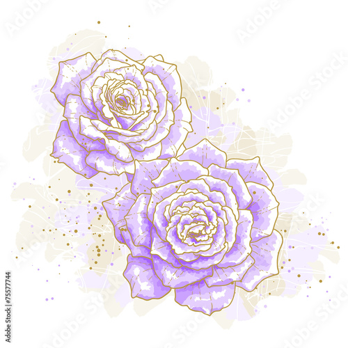 Violet roses on white background
