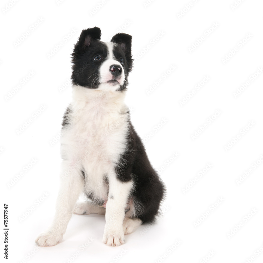 Border Collie puppy Border Collie puppy