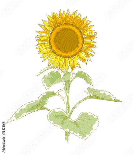 Hand-drawing sunflower