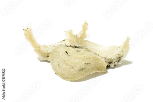 Edible bird's nest close up