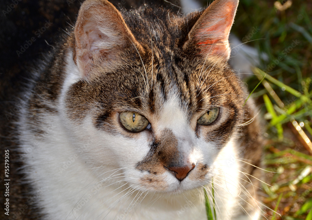 Closeup portrait of white and gray cat