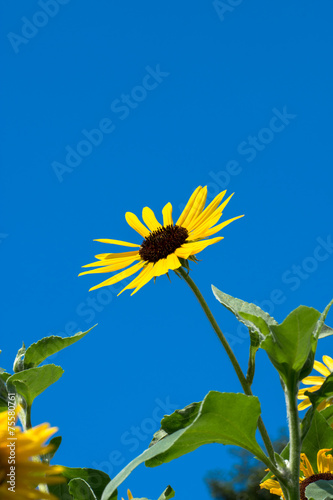 Blue sky and sunflower in Summer