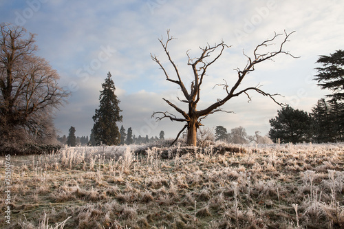 Hard frost over fields in the Berkshire countryside