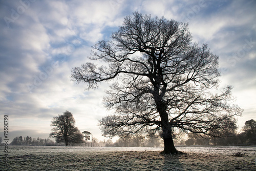 Hard frost over fields in the Berkshire countryside