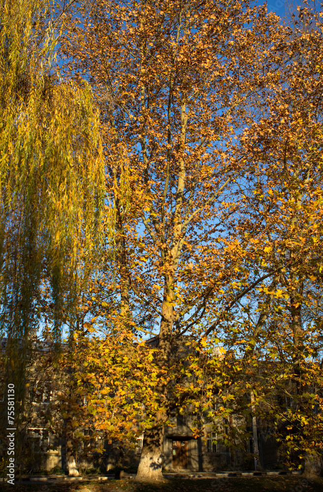 Autumn in the old park Autumn in the old park