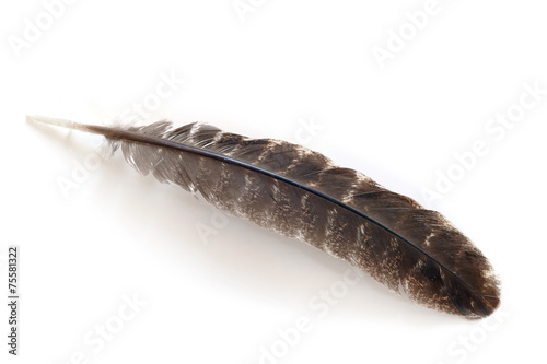 brown feather isolated on white