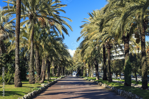 Palmiers sur la croisette à Cannes