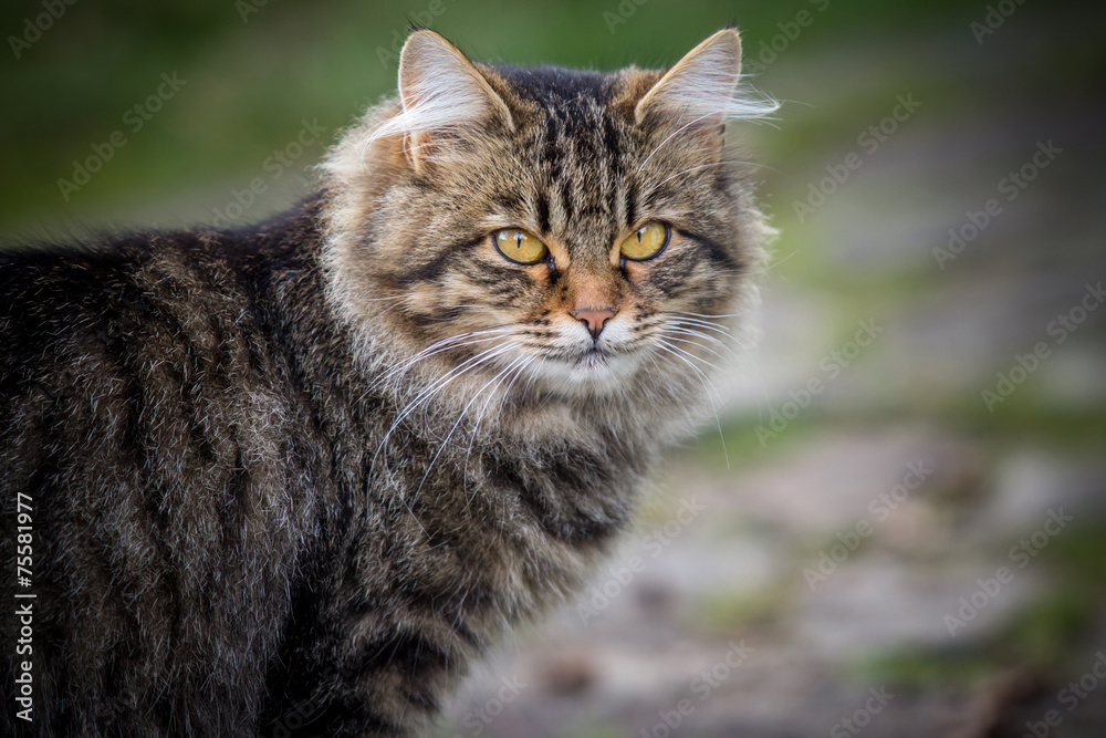 Young cat on the street Young cat on the street