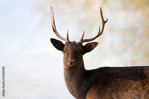 Deer © darezare