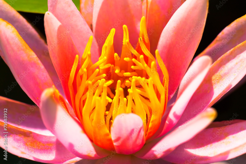 Close up of pink water lily flower